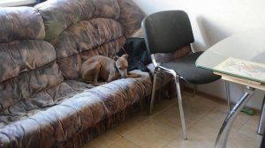 Левретка офигела! Наглая левретка.