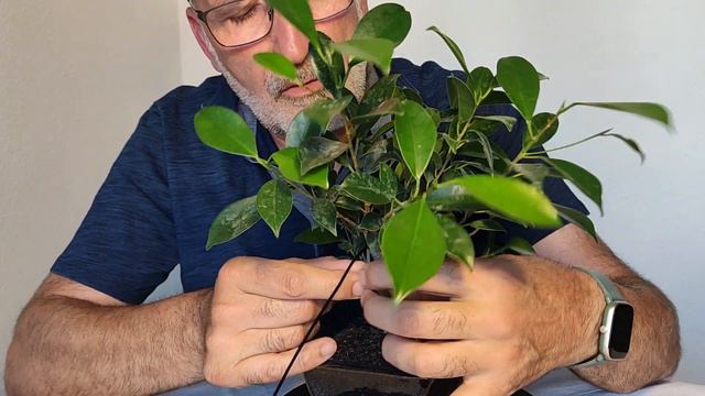 Ficus Comercial Fusión y Algunos Truquillos смотреть онлайн