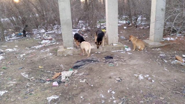 Спасибо тем, кто помогает собакам в тяжёлые и холодные времена. смотреть онлайн