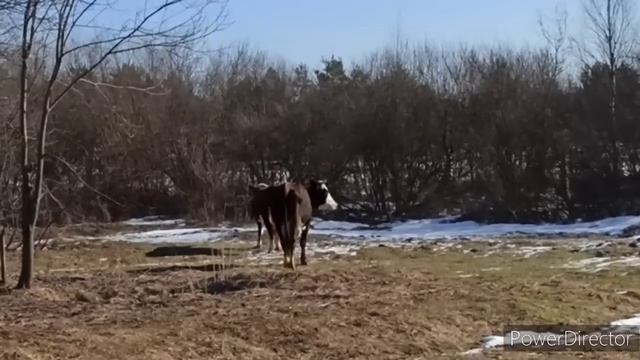 ЗАПУСТИЛИ ЭЛЕКТРОПАСТУХ/ НЕ ХОЧУ БОЛЬШЕ МОЛОКА/ ПУСТЬ ЖИВУТ ДОЛГО! смотреть онлайн