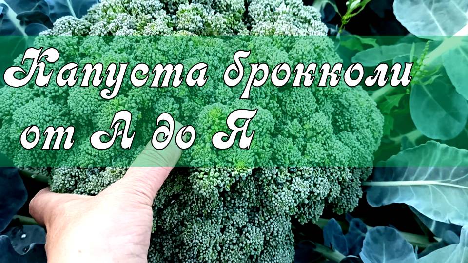 ВСЕГДА С УРОЖАЕМ БРОККОЛИ! ОГРОМНЫЕ ГОЛОВКИ КАПУСТЫ БРОККОЛИ НАРАСТАЮТ!Выращивание капусты от А до Я смотреть онлайн