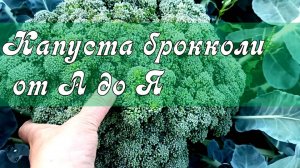 ВСЕГДА С УРОЖАЕМ БРОККОЛИ! ОГРОМНЫЕ ГОЛОВКИ КАПУСТЫ БРОККОЛИ НАРАСТАЮТ!Выращивание капусты от А до Я