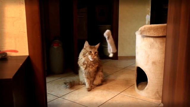 Декстер Самый агрессивный кот (2017) смотреть онлайн