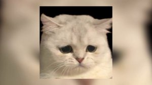 Mitski - I bet on loosing dogs x “Oh my baby, my baby” (sped up)