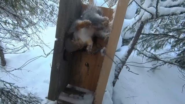 Охота На Соболя | Капканы: Удивительная Проверка смотреть онлайн