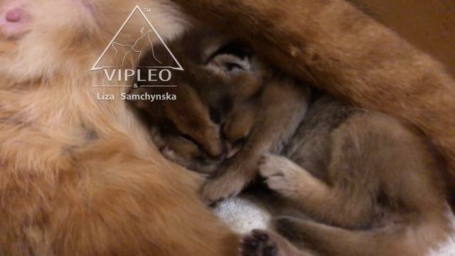 Родились первые в мире КАРАКЕТ VIPLEO F1 75%(папа КАРАКАЛ Скиф) смотреть онлайн