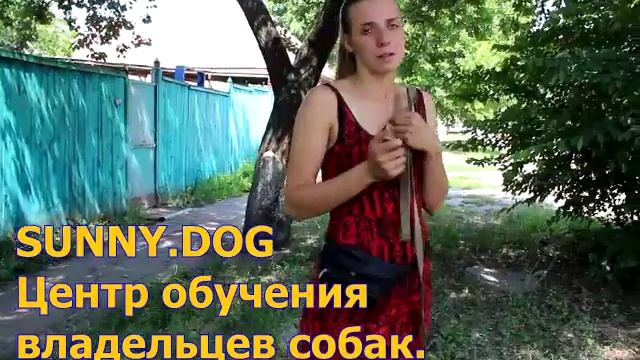 Сколько необходимо гулять с другими собаками? смотреть онлайн