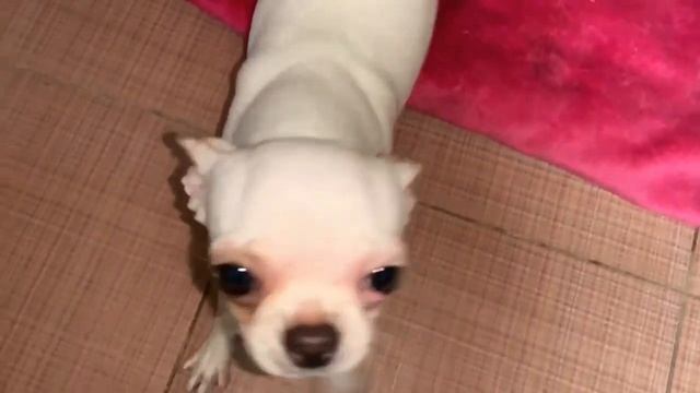 Купила своим малышам оленьи рога! смотреть онлайн
