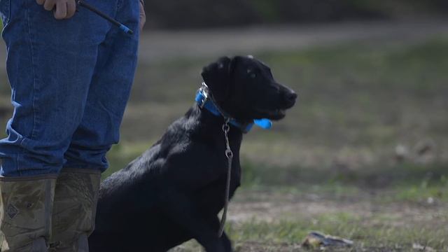 WHY THE BORDER COLLIE AND DOBERMAN DIDN'T MAKE MY RUNNERS TOP 10 смотреть онлайн