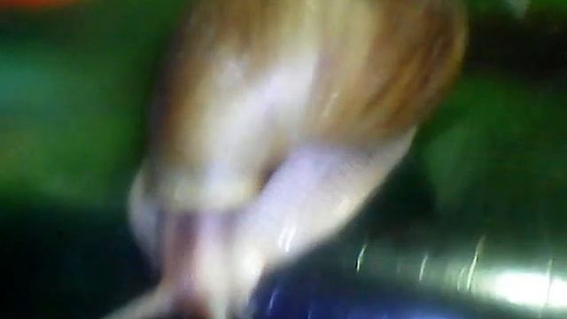 Улитка имакулята пантера. Продажа. смотреть онлайн