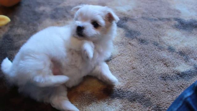 MVI 7725 смотреть онлайн