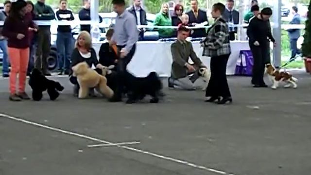 CAC SHOW Kalocsa the big winner of the FCI group IX. is a little PUG смотреть онлайн