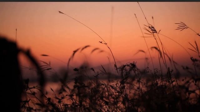 Позитивные нарезки+животные смотреть онлайн