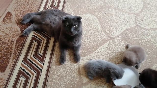 ?Первый прикорм котят. Им сегодня 20 дней от рождения. смотреть онлайн