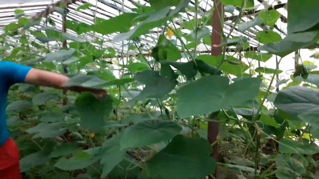 Как стать миллионером на тепличных огурцах и помидорах?? смотреть онлайн