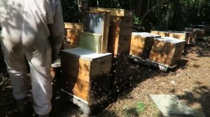 Промышленное пчеловодство в США