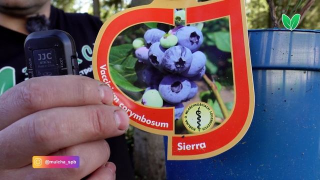 Голубика «Сиерра», ориг название «Sierra» смотреть онлайн