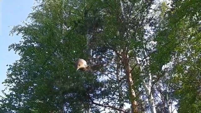 Ловля садовых камышовок смотреть онлайн