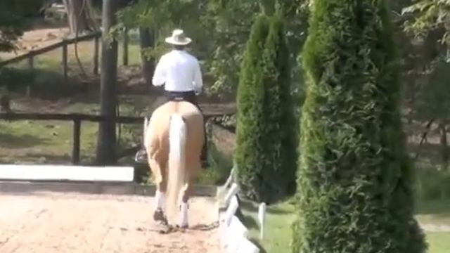 Paul Belasik Presents a Tutorial in Piaffe, Doux Passage, and Passage смотреть онлайн