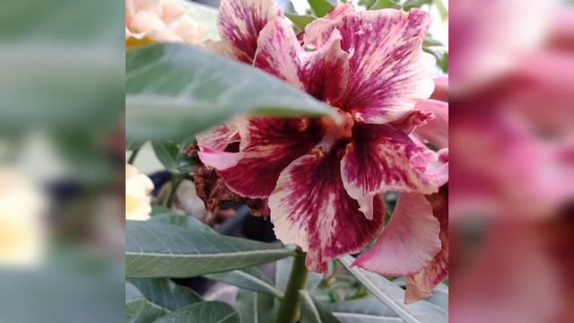 Adenium: Blooming Flowers смотреть онлайн