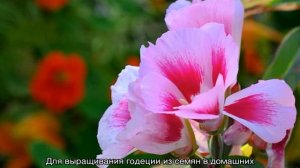 Цветок годеция — выращивание из семян в домашних условиях