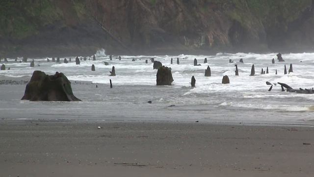 "Neskowin Stumps". Пеньки, Несковин (472sp) смотреть онлайн