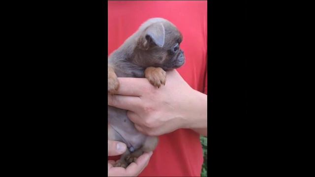 пти брабансон.Эксклюзив.окрас голубой соболь. #брабансон #puppy #griffon #гриффон #cute смотреть онлайн