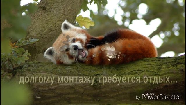 Блог моего друга панды смотреть онлайн