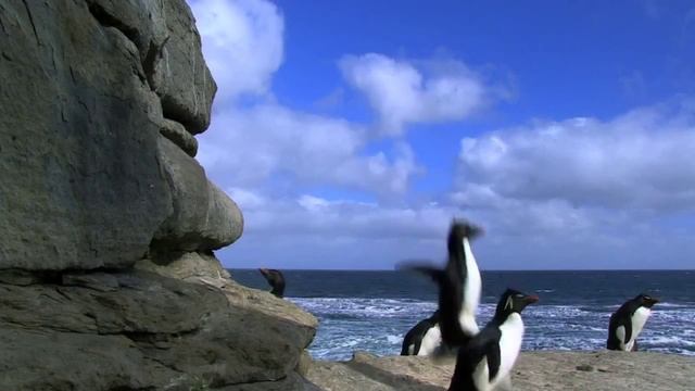 Звери - Пингвины - cover смотреть онлайн