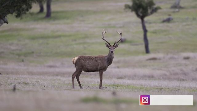 Probamos la CANON EOS 1D X MARK III смотреть онлайн