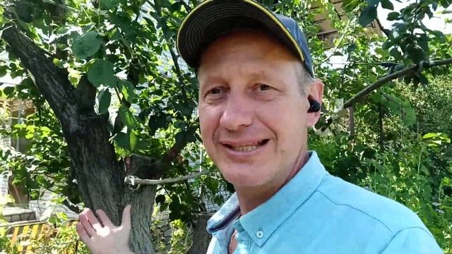 Прививка сливы на абрикос смотреть онлайн