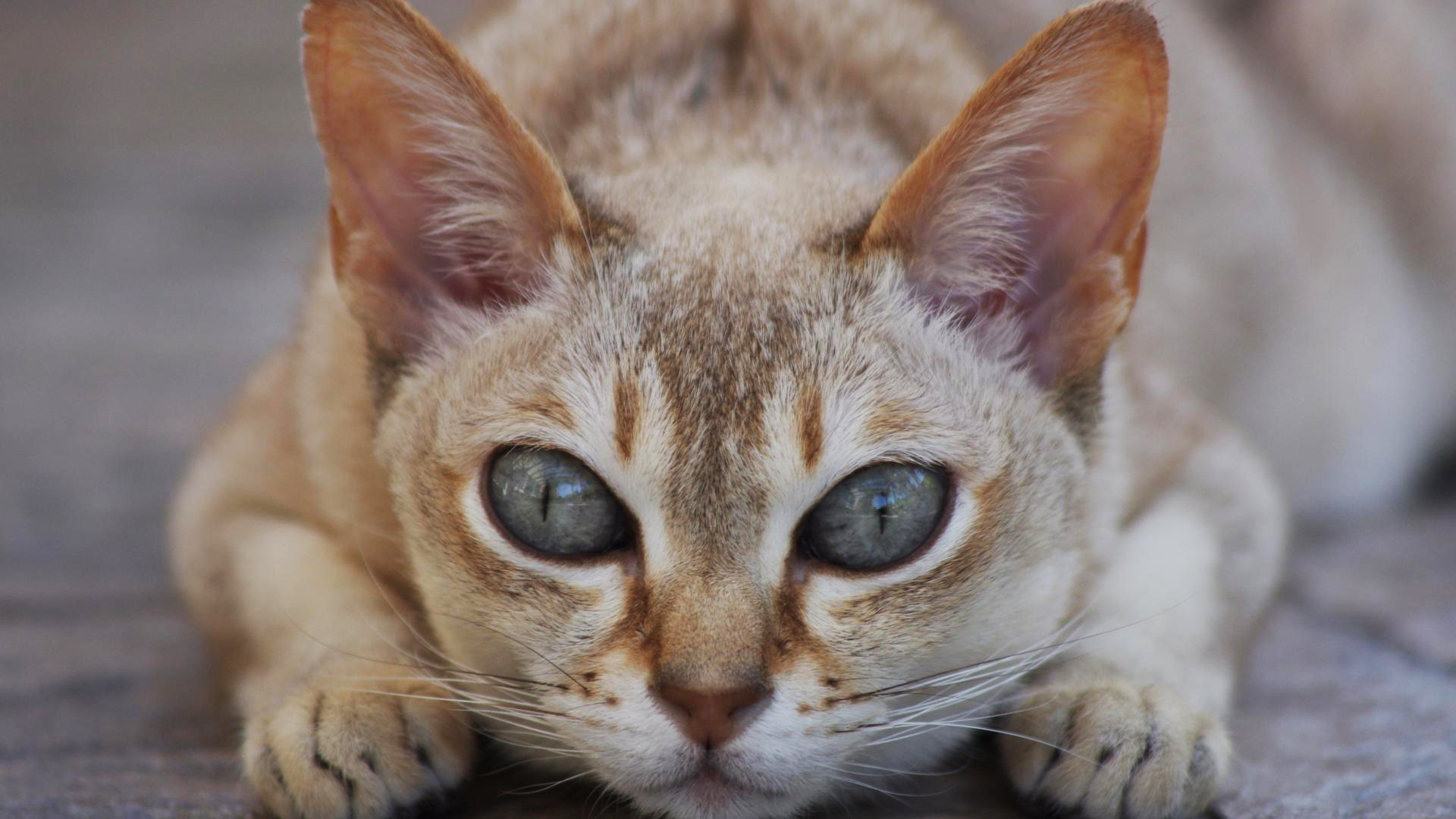 Звонкие звуки кошек смотреть онлайн