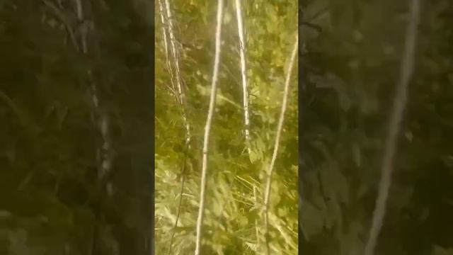 Строим дом из монолитных блоков. смотреть онлайн