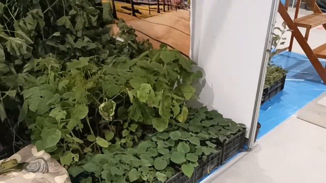 Приехал на ярмарку в Краснодар. смотреть онлайн