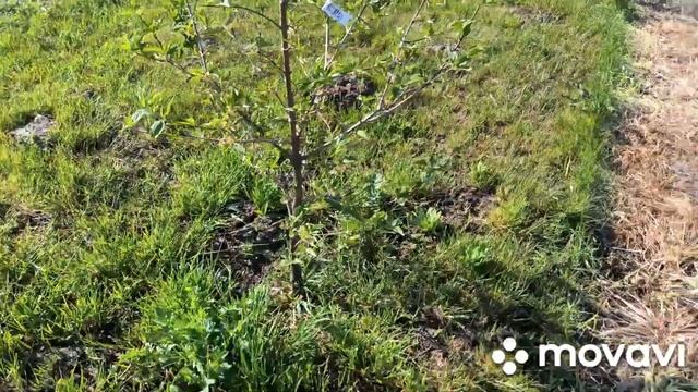 Цветение голубики, и как актинидия выглядит после обратных заморозков. смотреть онлайн