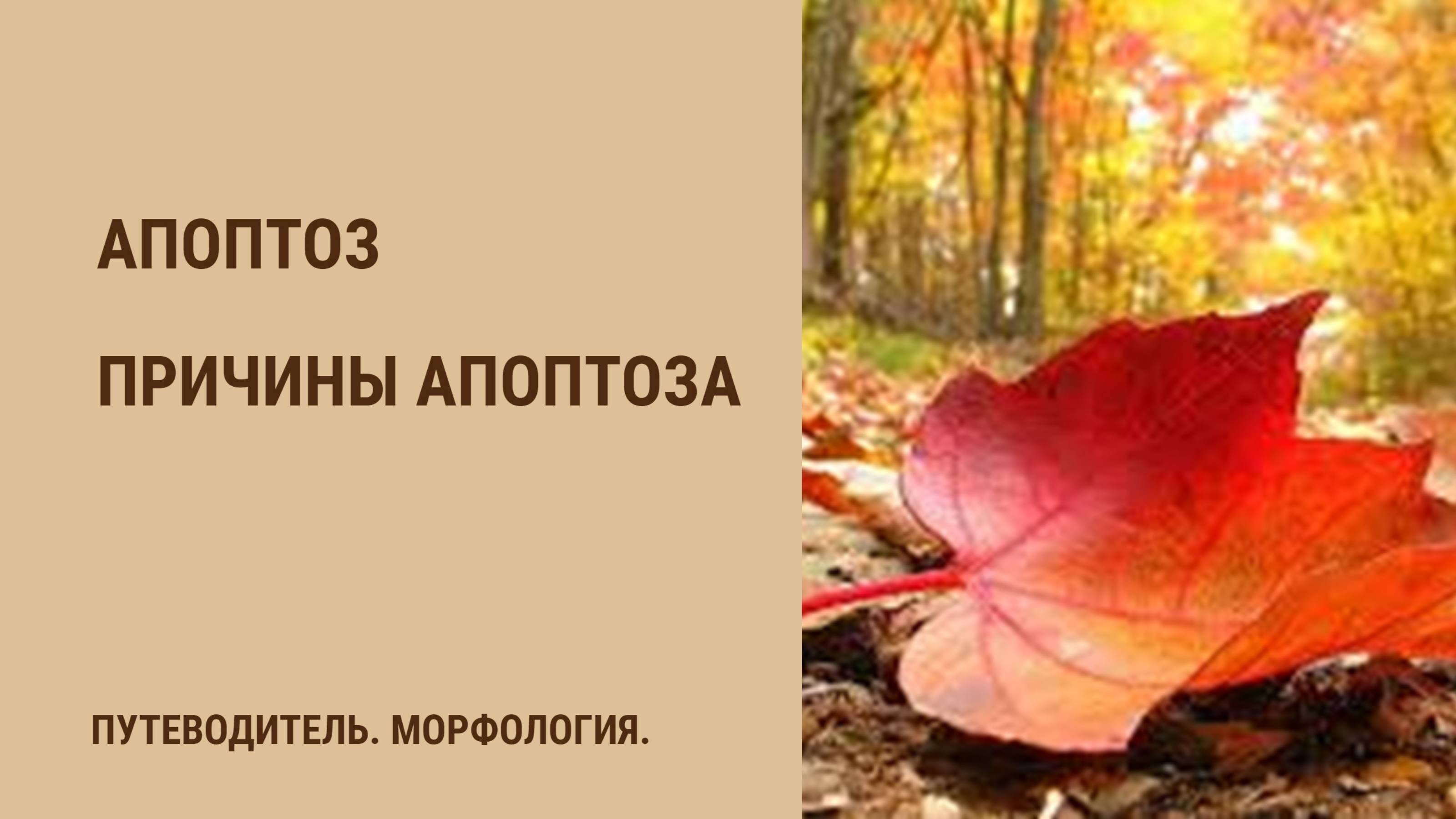 Апоптоз. Причины апоптоза смотреть онлайн
