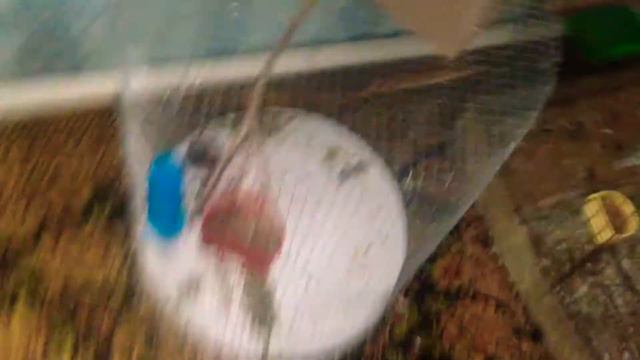 Как волнистые попугаи размножаются смотреть онлайн