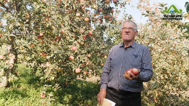 СОРТА ЯБЛОНЬ ДЛЯ СИБИРИ | ОБЗОР ЯБЛОК | ЛУЧШИЕ СОРТА ЗИМОСТОЙКИЕ СОЧНЫЕ ВКУСНЫЕ смотреть онлайн