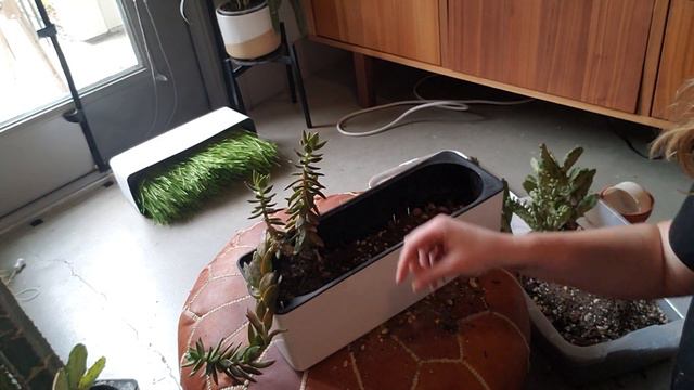 Creating Cacti & Succulent Garden (And Repotting My Old One)!