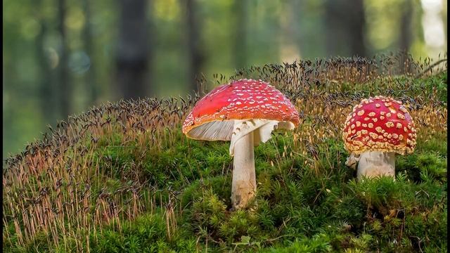 SETAS. Boletus edulis, Níscalos, Amanita cesarea, muscaria, phalloides, Lactarius, Macrolepiota,202 смотреть онлайн