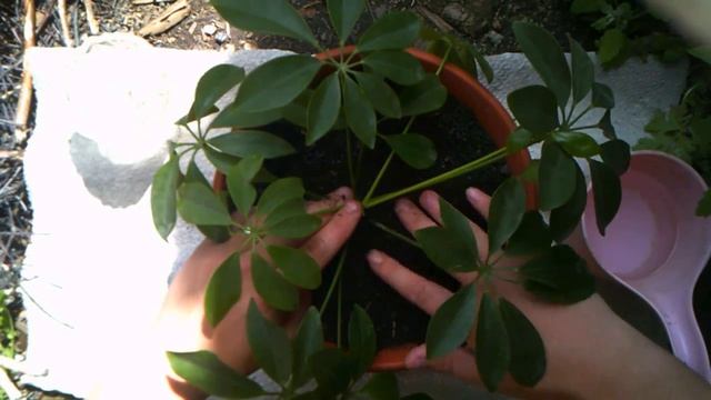 Шефлера (Schefflera) домашняя, выращиваем шефлеру, пересаживаем в горшок. смотреть онлайн
