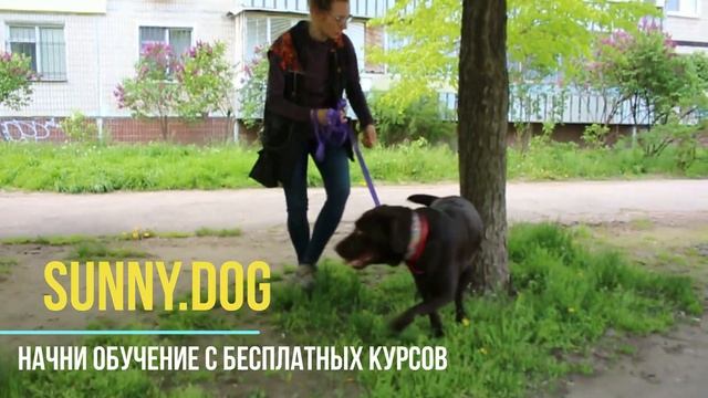 Как похудеть и стать здоровее, гуляя с собакой? Советы. смотреть онлайн