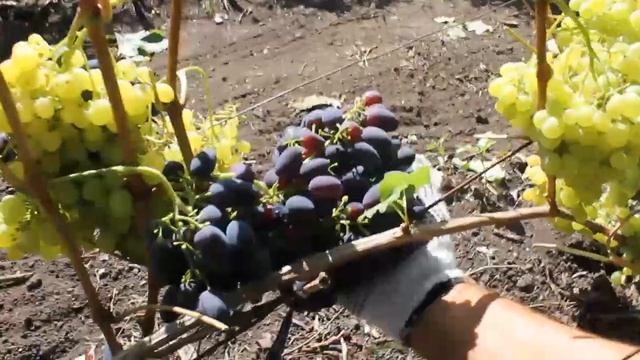 Про выращивание, ухаживание, урожай северного винограда (Кодрянка, Алёшенькин) и анекдот. смотреть онлайн