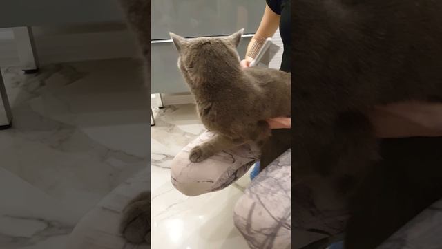MIAU / Расческа для животных / Щетка для вычесывания шерсти / Гребень / Пуходерка для кошек и собак/ смотреть онлайн