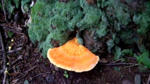 Orange colored mushroom on tree stump, ( chicken of the woods) смотреть онлайн