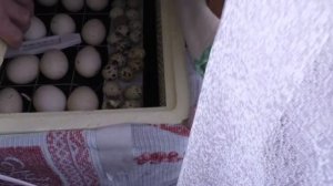 ?НЕ ПОВТОРЯЙТЕ НАШИХ ОШИБОК!/ ПЕРВАЯ ИНКУБАЦИЯ ИНДЮШАТ/ + И - инкубатора ЗОЛУШКА 2020/ НАШ ОПЫТ.