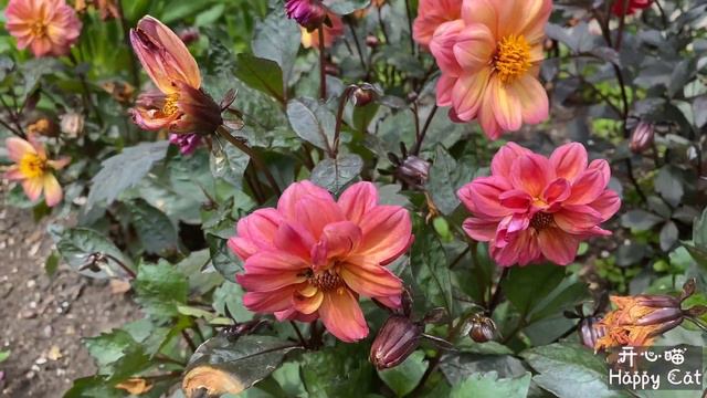 Lavenders | Geranium | Daisy | Echinacea | Onion Flowers | Summer Flowers Are Blooming In The Garde