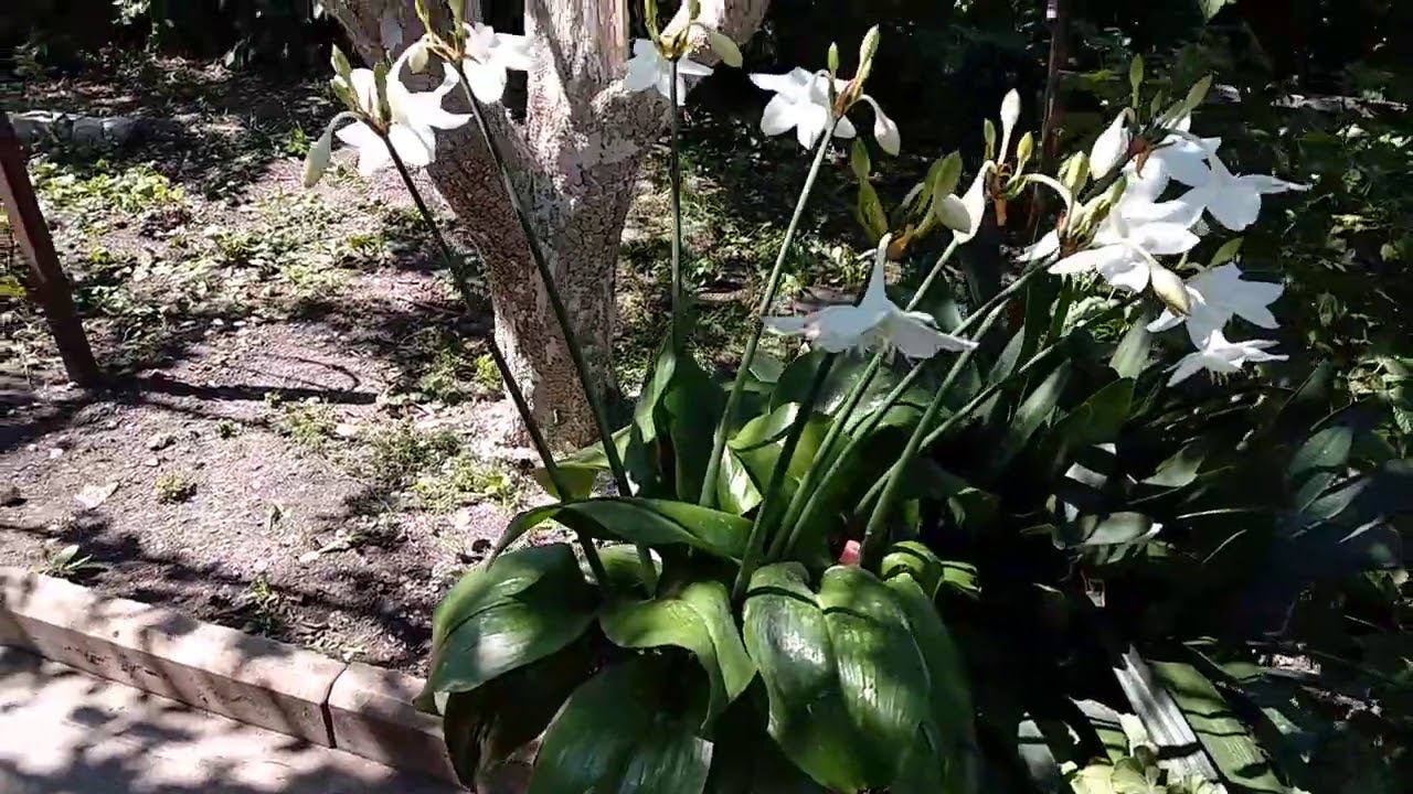 Эухарис. Если погибли листья. смотреть онлайн