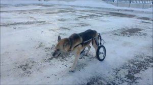 Инвалидные коляски для пожилых собак Animal Mobile