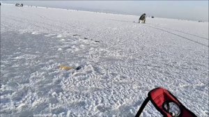 Рыбалка на Песчаном и в устье Амбы. Зубарь на комбайны , навага на махалки.